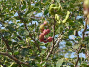 2335273678_071c1059d6.jpg